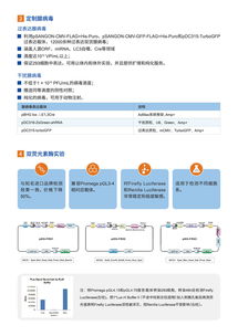 病毒包裝相關(guān)試劑盒與一站式服務(wù) 為科研保駕護航